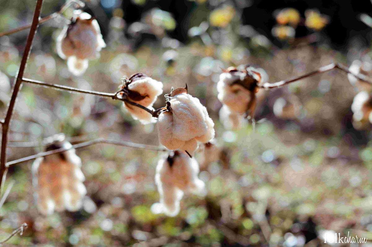 Organic and Fair Trade Cotton  Watch the story behind People Tree products  