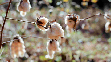 folkcharm-natural-organic-cotton-brown-cotton